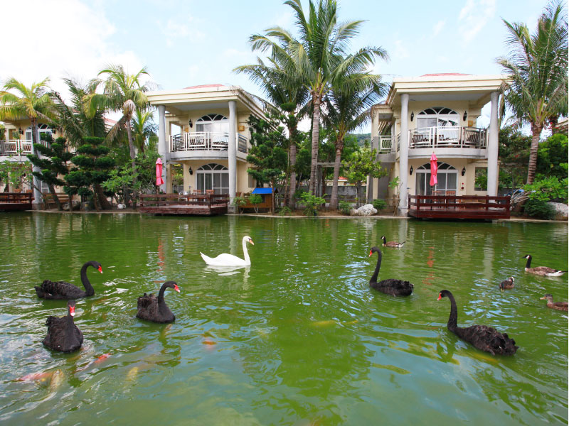 Swan Thumbnail